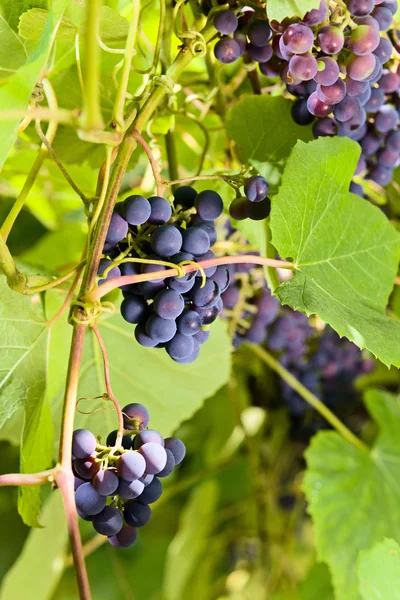 Виноград в винограднике . — стоковое фото