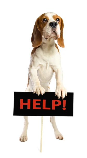 stock image Beagle on a white background.