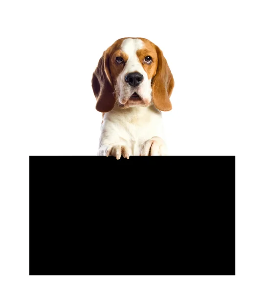 Beagle auf weißem Hintergrund. — Stockfoto