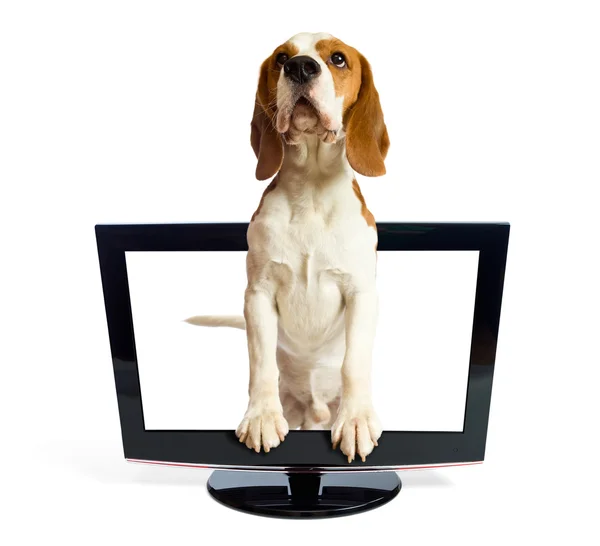 Hund får av monitorn. — Stockfoto