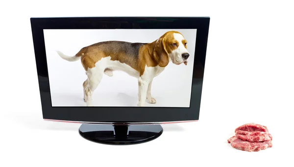 El perro en el monitor mira una carne . — Foto de Stock