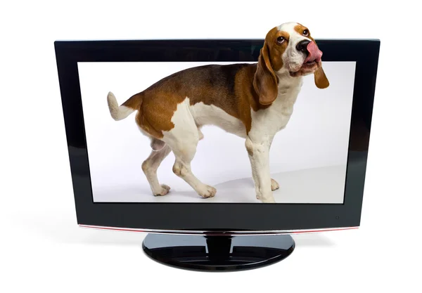 Hund kommt aus dem Monitor — Stockfoto