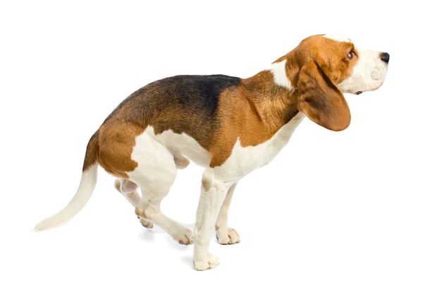 Beagle sobre un fondo blanco . — Foto de Stock