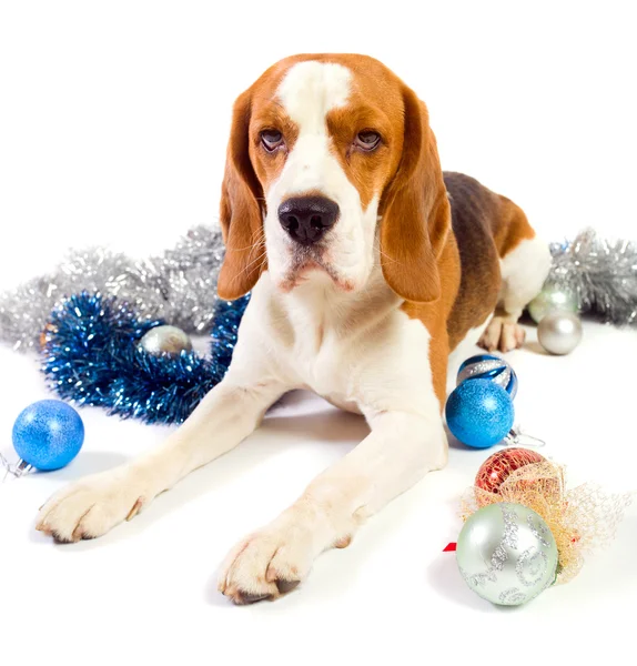 Beagle ve yılbaşı süsleri — Stok fotoğraf