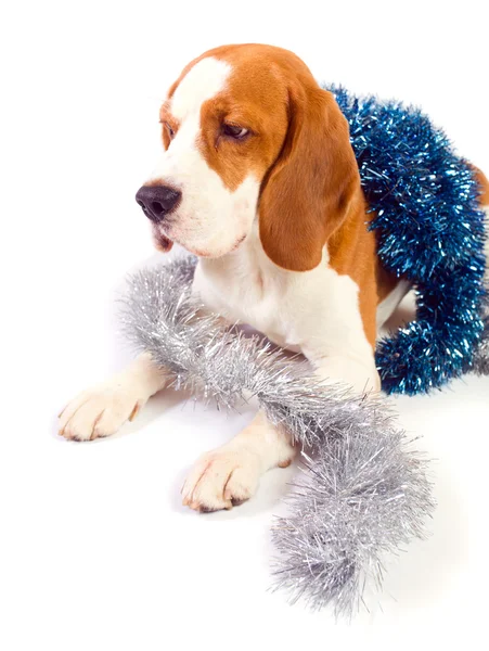 Beagle e enfeites de Natal — Fotografia de Stock