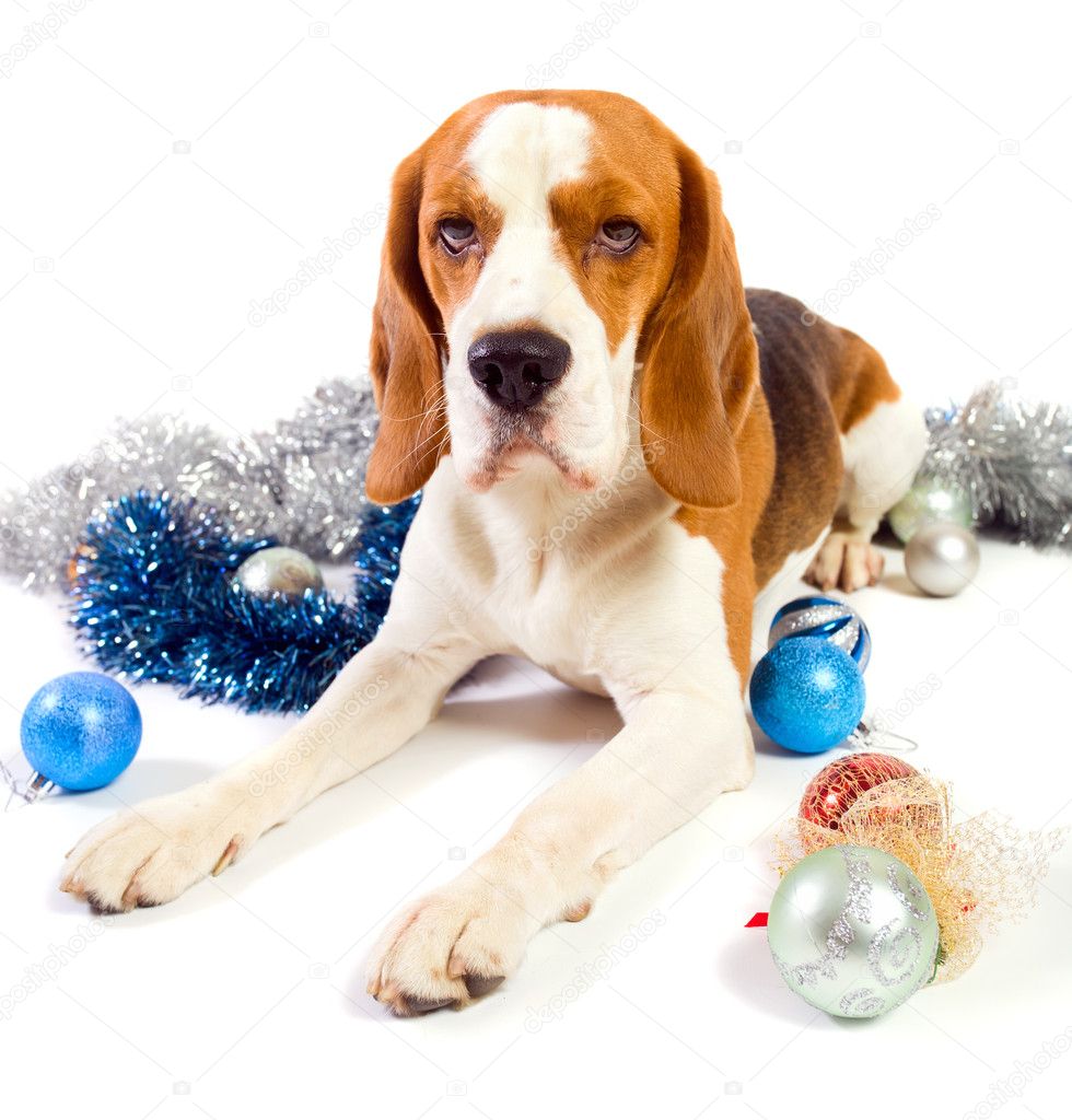 Beagle and Christmas ornaments