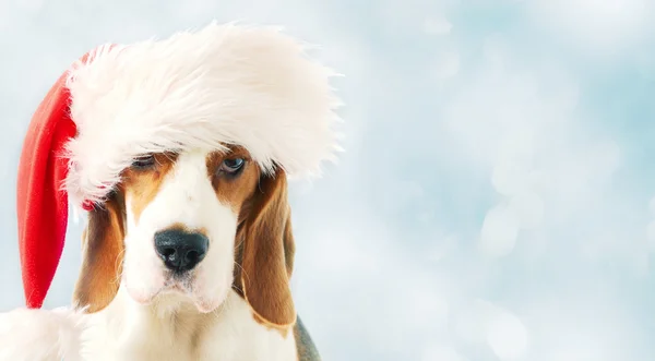 Beagle in cappello rosso — Foto Stock