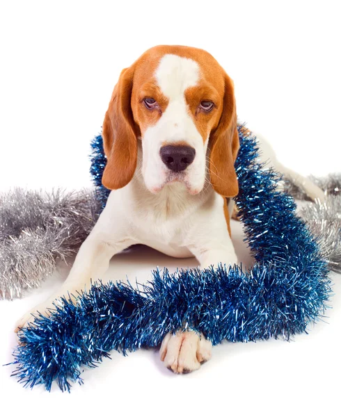 Beagle und Weihnachtsschmuck — Stockfoto