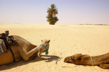 Two camels resting clipart