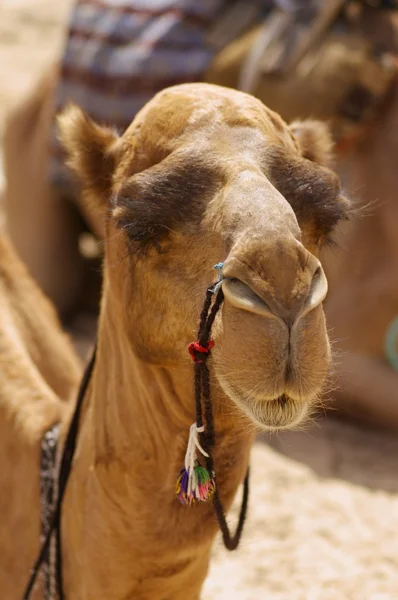 stock image Camel head