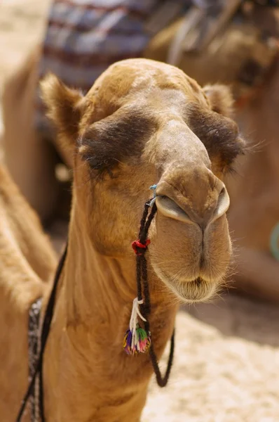 Stock image Camel head