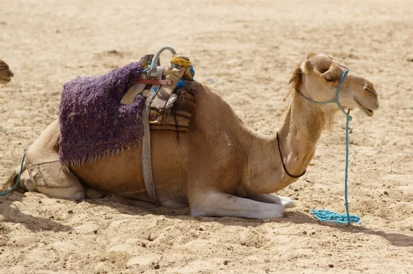 Верблюды отдыхают — стоковое фото
