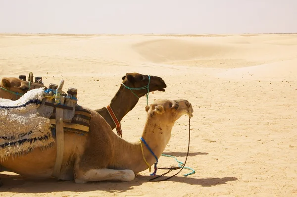 stock image Two camels resting