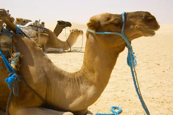 Stock image Camels resting