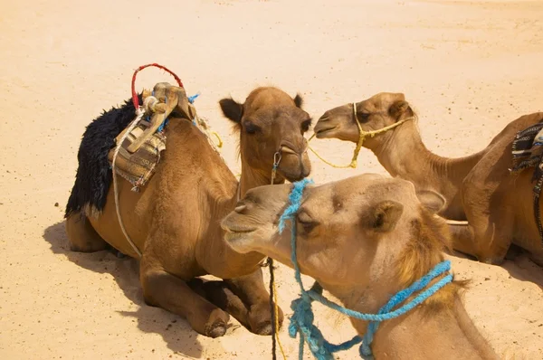 stock image Two camels resting