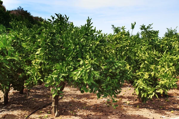 Stock image Orange orchard