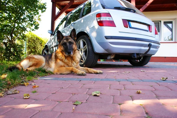 Laying dog — Fotografie, imagine de stoc
