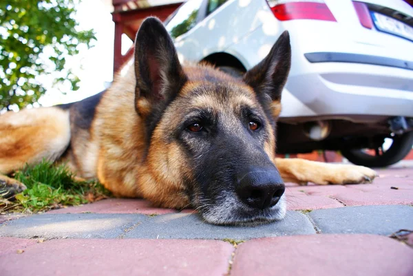 Усыпляющая собака — стоковое фото