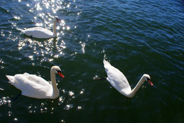 stock image Swans