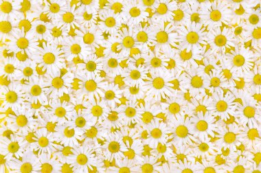 Group of Chamomile flower heads - background clipart