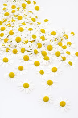 Group of Chamomile flower heads isolated on white background clipart