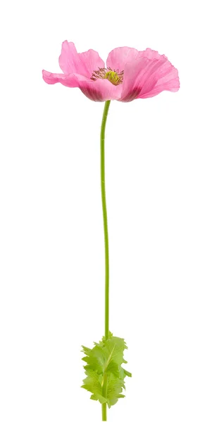Papoula de ópio isolado no fundo branco — Fotografia de Stock