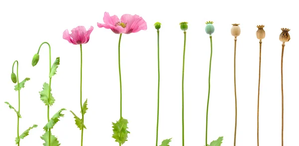 Evolution of Opium poppy isolated on white background — Stock Photo, Image