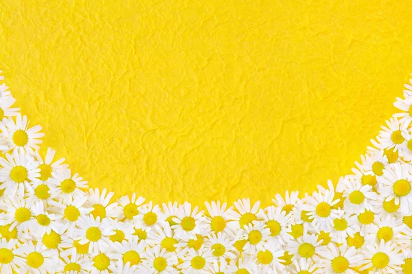 Gruppe von Kamillenblütenköpfen über handgeschöpftem Papier — Stockfoto