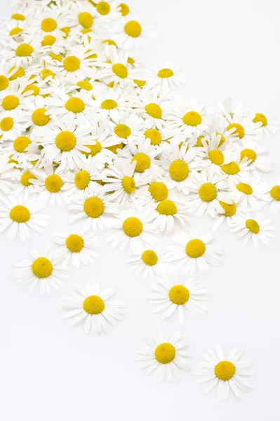 Grupo de cabezas de flores de manzanilla aisladas sobre fondo blanco —  Fotos de Stock