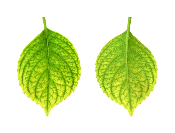 Ijzer tekort aan hydrangea macrophylla leaf - chlorose — Stockfoto