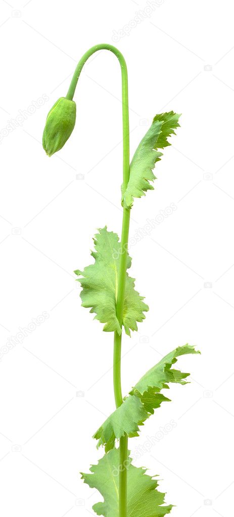 Bud of poppy isolated on white background