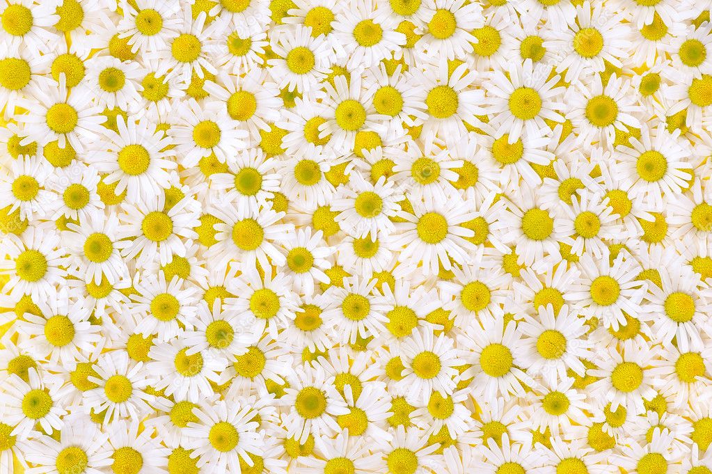 Group of Chamomile flower heads - background