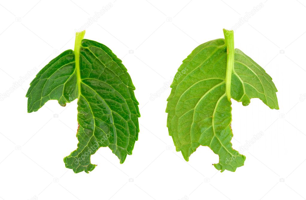 Slug damage of Hydrangea macrophylla leaf