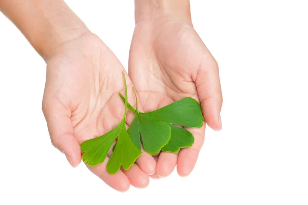 Mani di giovane donna che tiene foglie di ginkgo — Foto Stock