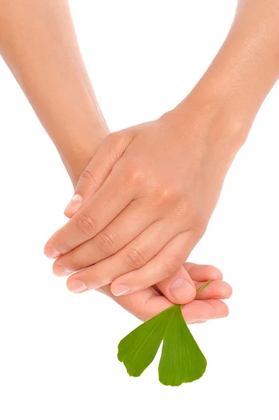 Genç kadının ginkgo yaprağı tutan eller — Stok fotoğraf