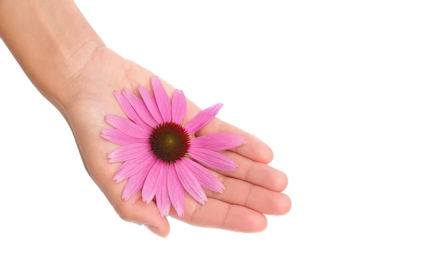 Χέρι του νέα γυναίκα που κρατά λουλούδι echinacea — Φωτογραφία Αρχείου