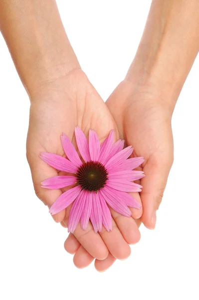 Hand of young woman holding Echinacea flower — Stock Photo, Image