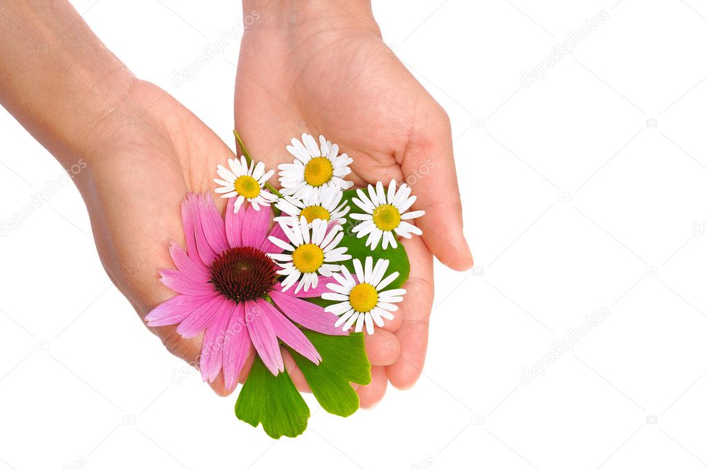 Hands of young woman holding herbs