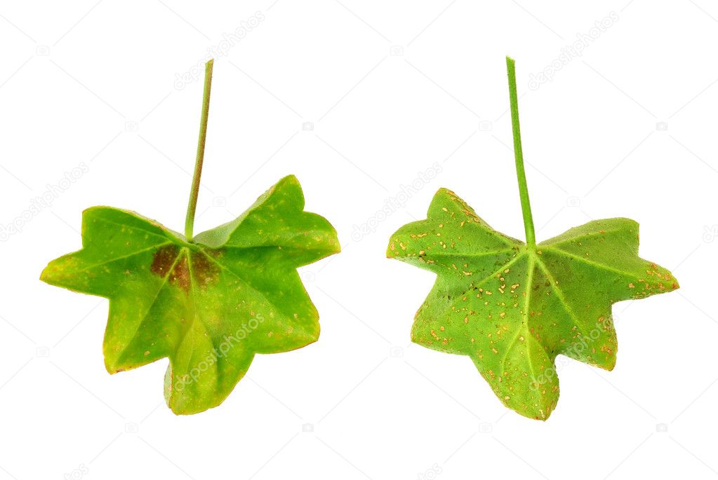 Diseased leaf of Pelargonium–water-soaked lesions - cork cells
