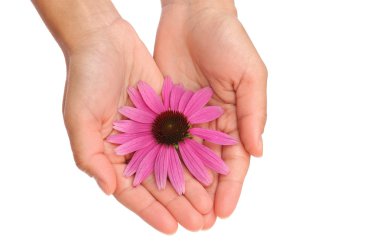 genç kadının Ekinezya çiçek tutan eller