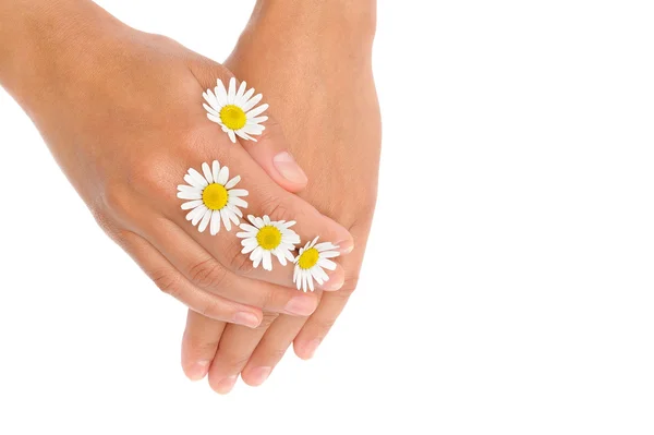 Hands of young woman with chamomile flower heads — Stock Photo, Image