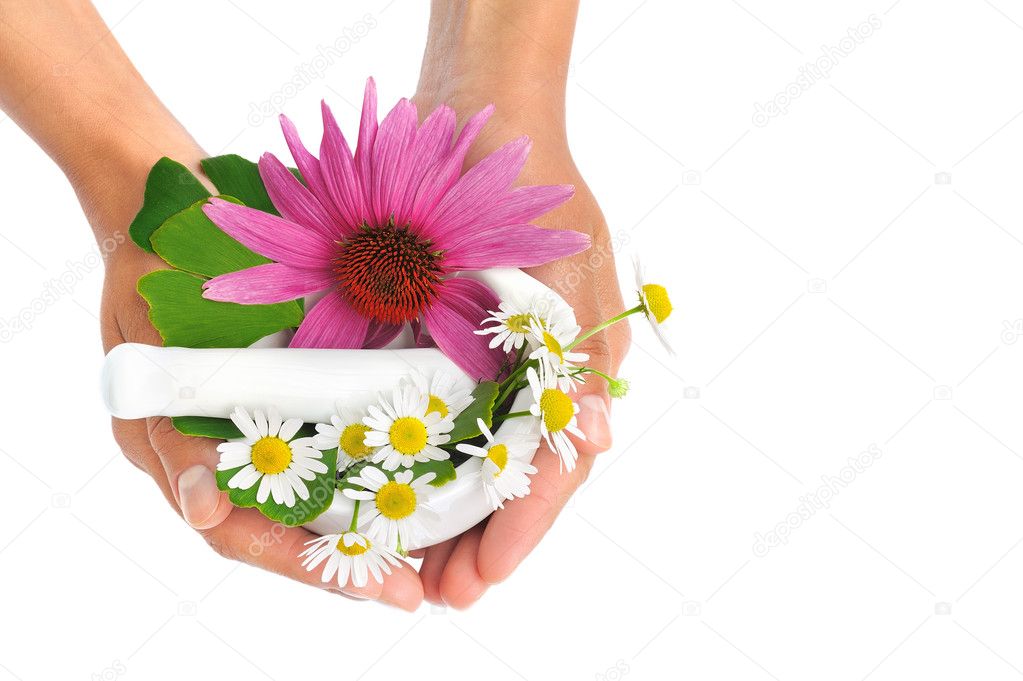 Young woman holding mortar with herbs – Echinacea, ginkgo, chamomile