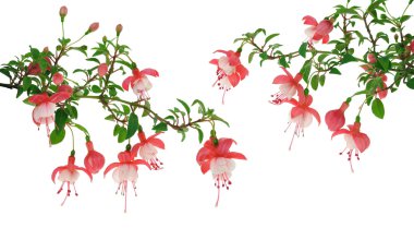 Fuchsia flowers over white background clipart