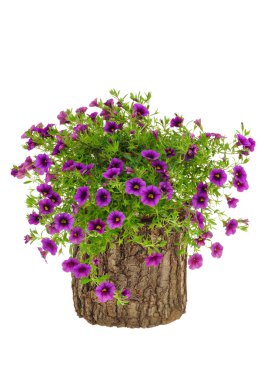 Petunia, Surfinia flowers on tree trunk over white background clipart