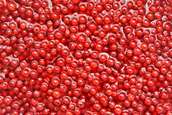Bagas de passa de Corinto vermelha frescas em água - fundo — Fotografia de Stock