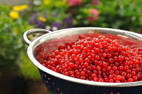 Bayas frescas de grosella roja con gotas de agua en el colador — Foto de Stock