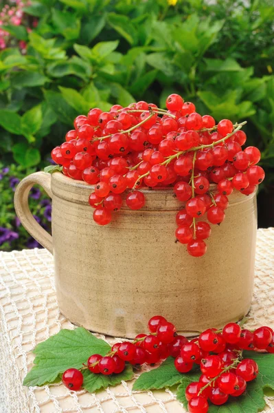 세라믹 컵 신선한 빨간 건포도 열매 가득 — 스톡 사진