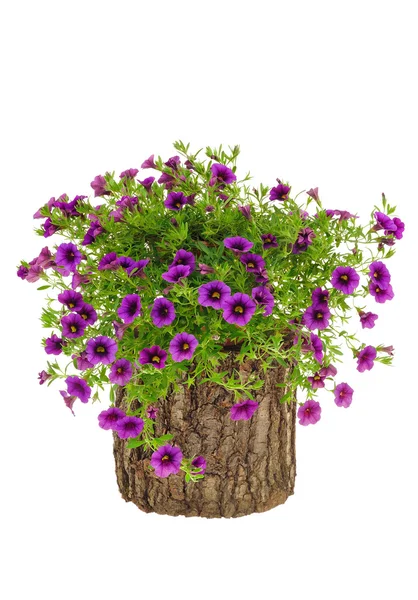 Petunia, Surfinia flowers on tree trunk over white background — Stock Photo, Image