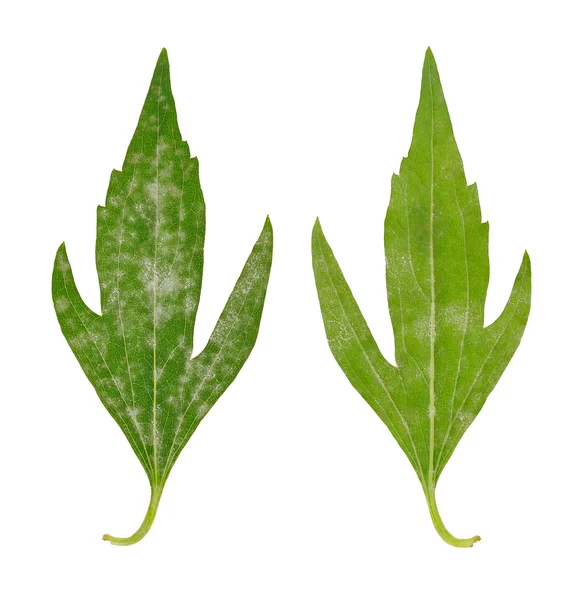 Diseased leaf of Rudbeckia laciniata flore pleno – fungal attacked — Stock Photo, Image