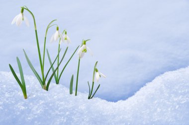 Group of snowdrop flowers growing in snow clipart
